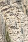 Norway, Svalbard. Thick-billed murre bird nests on Alkefjellet cliffs. Art Print